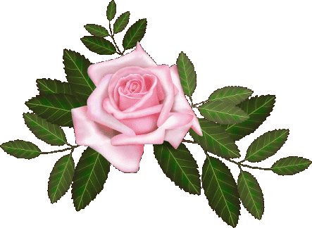 Pink Rose